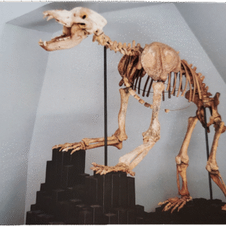 Razglednica OKOSTJE JAMSKEGA MEDVEDA