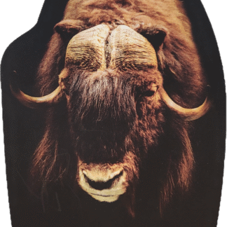 Razglednica MOŠKATNO GOVEDO