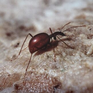 Razglednica DROBNOVRATNIK