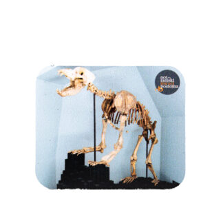 Magnet OKOSTJE JAMSKEGA MEDVEDA